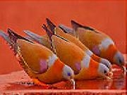 Play Doves at water basin slide puzzle