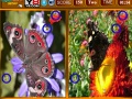 Play Butterfly similarities game