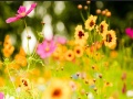 Play My flowers hidden letters