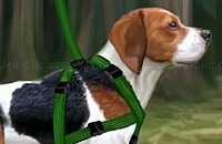 Play Beagle training