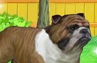 Play Buddy the bulldog
