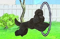 Play Pretty poodle