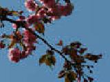 Play Coulissante bloom puzzle cherry