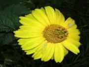 Play Amazing flowers 42