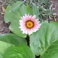 Play Amazing flowers 39