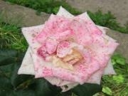Play Amazing flowers 40