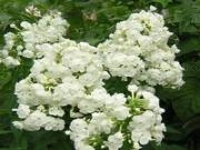Play Amazing flowers 37