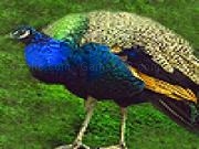 Spielen Big peacock puzzle