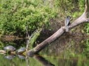 Play Swamps jigsaw