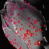 Play Fantastic flowers puzzle