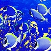 Play Shoal fishes puzzle