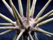 Play Sea urchin slider