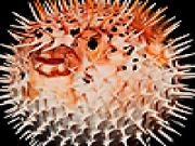 Play Puffer fishes puzzle
