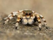 Play Jumping spider slider