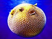 Play Spotted puffer fish puzzle