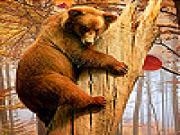 Jugar a Funky bear in woods slide puzzle