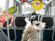 Spielen Serge the llama