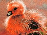 Play Red chick puzzle
