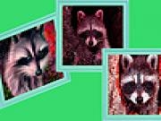 Play Angry raccoons puzzle