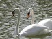 Jugar a Swans puzzle