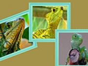 Play Green iguanas in zoo puzzle
