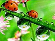 Play Acrobat ladybird beetles puzzle