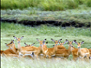 Play Animal word search