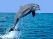 Jugar a Dolphin puzzle