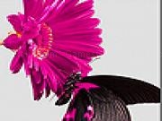 Play Pink daisy and black butterfly slide puzzle