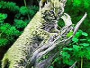 Play Wild little kitty slide puzzle