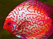 Play Colorful clown fishes puzzle