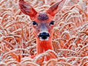 Play Deer in the field slide puzzle