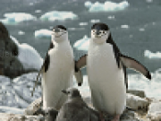 Play Penguins slide puzzle