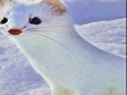 Play White weasel slide puzzle