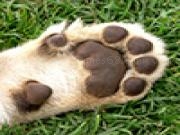 Play Jigsaw: cub paw