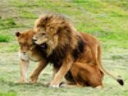 Jugar a Jigsaw: lion and lioness