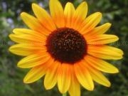 Play Jigsaw sunflowers