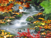 Play The rapid stream