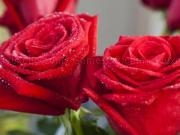 Play Jigsaw red roses