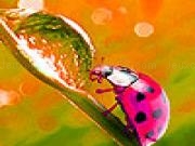 Play Spring ladybugs puzzle