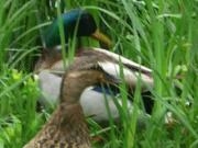 Jugar a Jigsaw duck