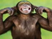 Play Funny monkey