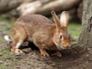 Jugar a Jigsaw: pet bunny