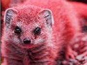 Play Little mongoose puzzle