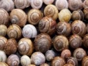 Play Snail shells slider