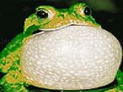 Play Glutton frog puzzle
