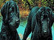 Play Inseparables slide puzzle