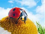 Play Gemma and ladybug slide puzzle