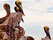 Play Herons on the seaside puzzle