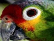Play Parrot eye slider